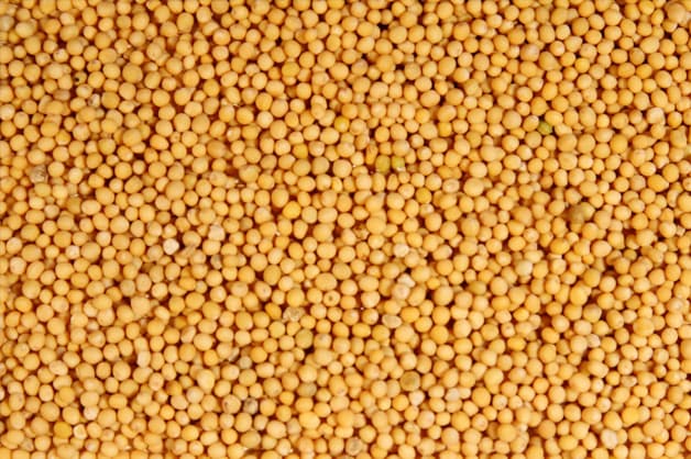 Good quality mustard seeds